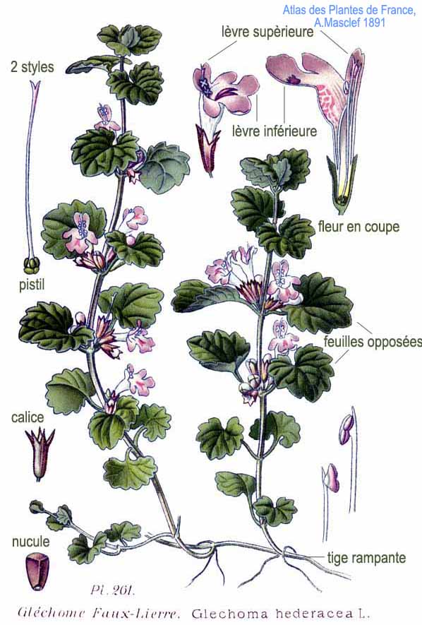 261_Glechoma_hederacea_L bluszczyk kurdybanek